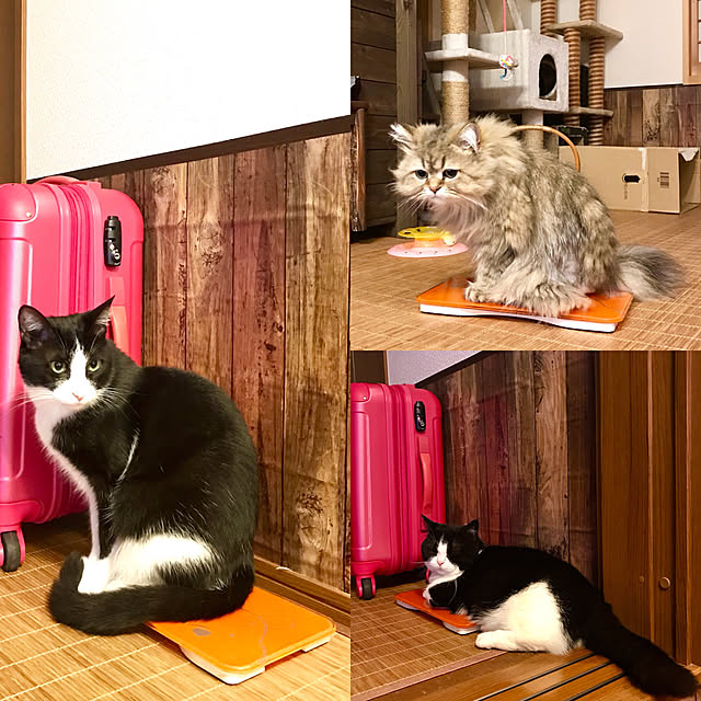 butachanさんの実例写真