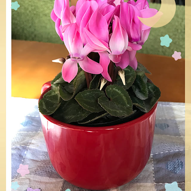 Sakuraさんの実例写真