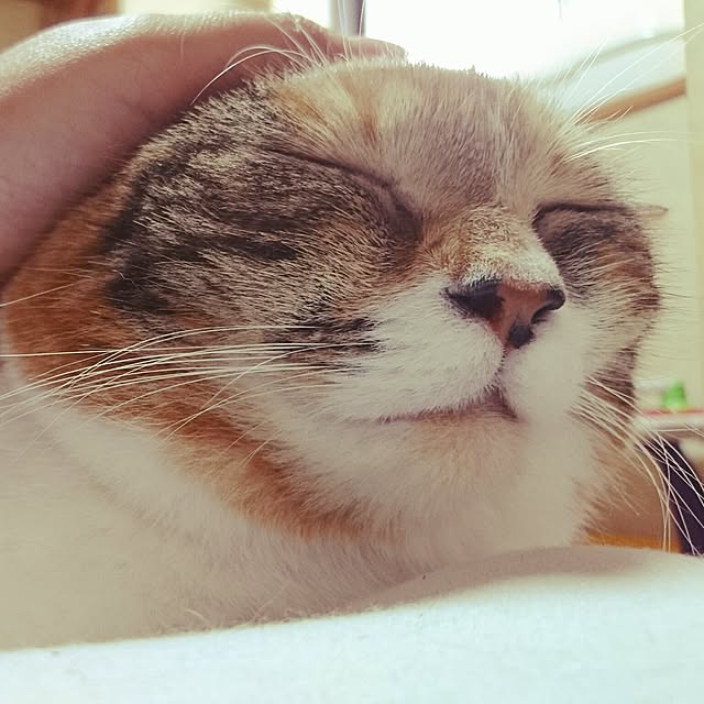 yukieさんの実例写真