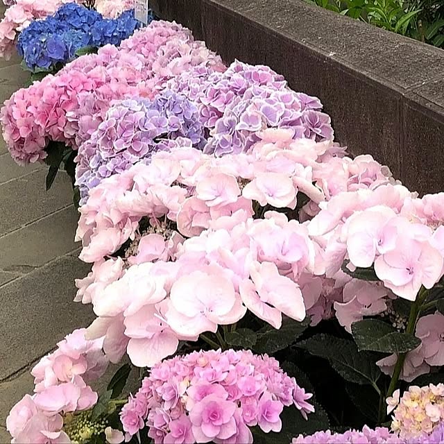 ayanasu.321さんの実例写真