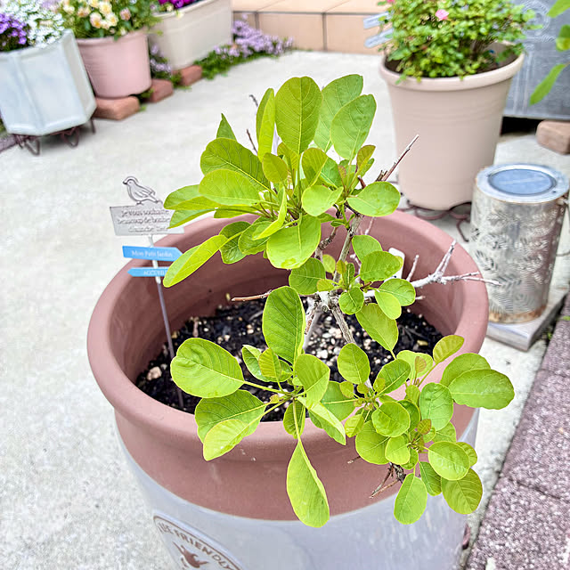 Junさんの実例写真