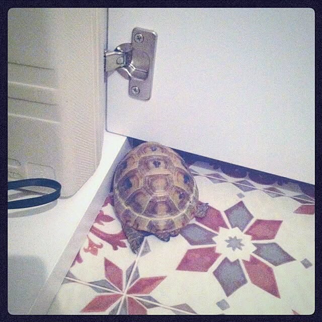 majoさんの実例写真