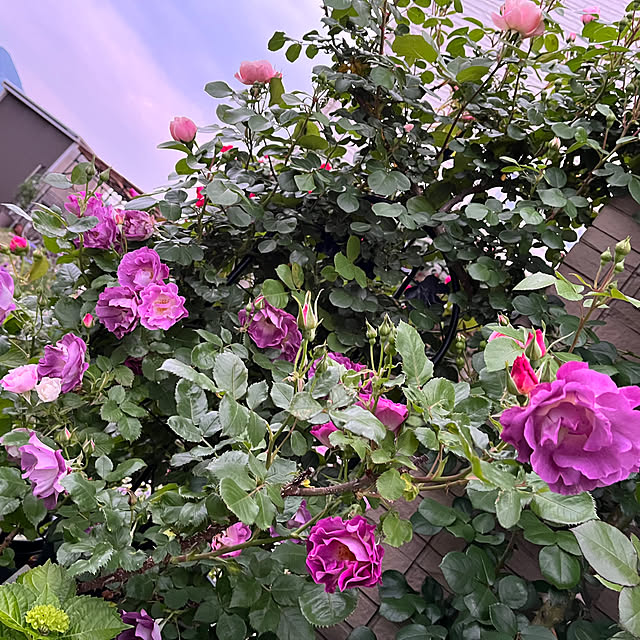 ichigodaihukさんの実例写真