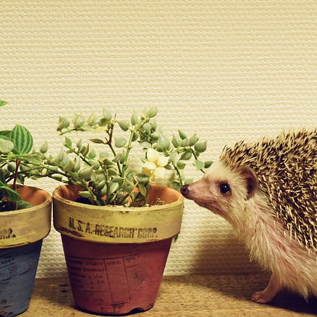 harryさんの実例写真