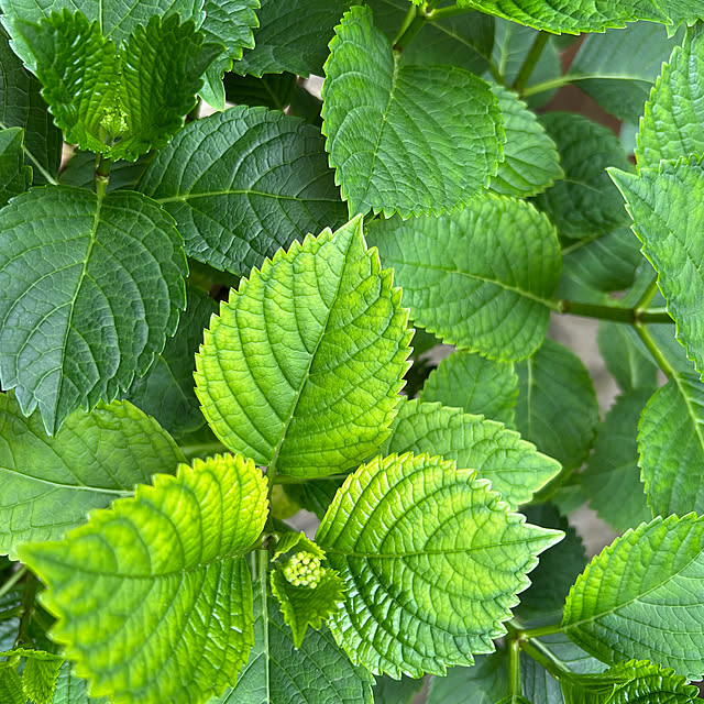 happy-sachiさんの部屋