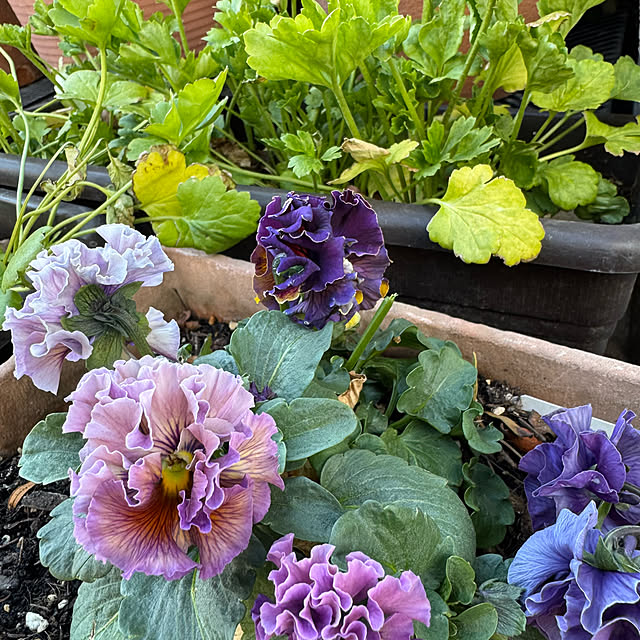 mamizaさんの部屋