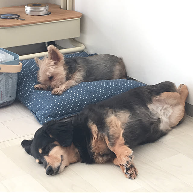 ohanaさんの実例写真