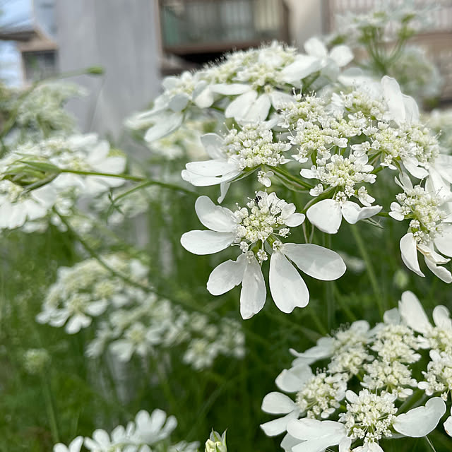 erinkoさんの実例写真