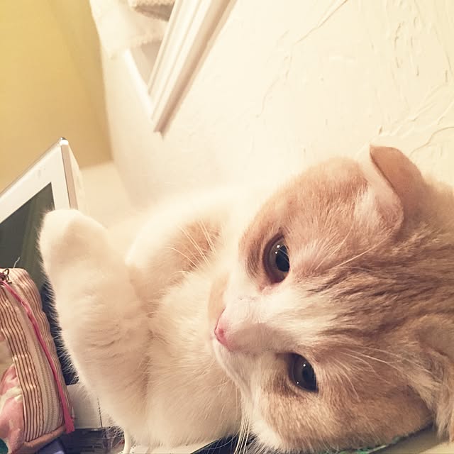 123zzzさんの実例写真