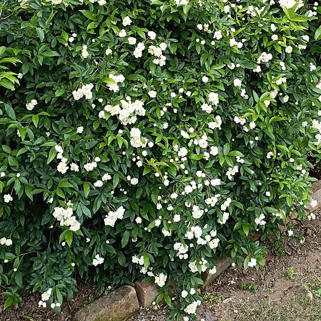 watashinoouchiさんの実例写真