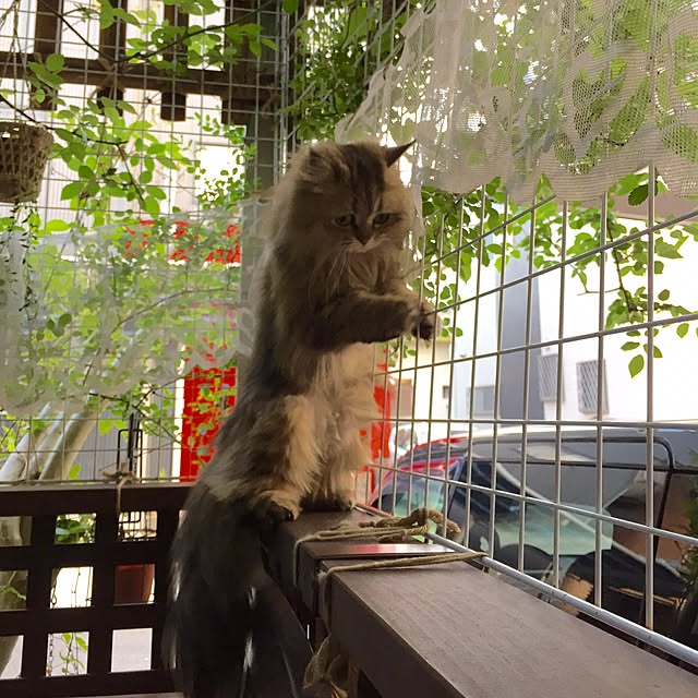 butachanさんの実例写真