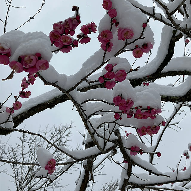 ikubooさんの部屋