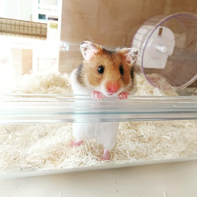 yunohaさんの実例写真