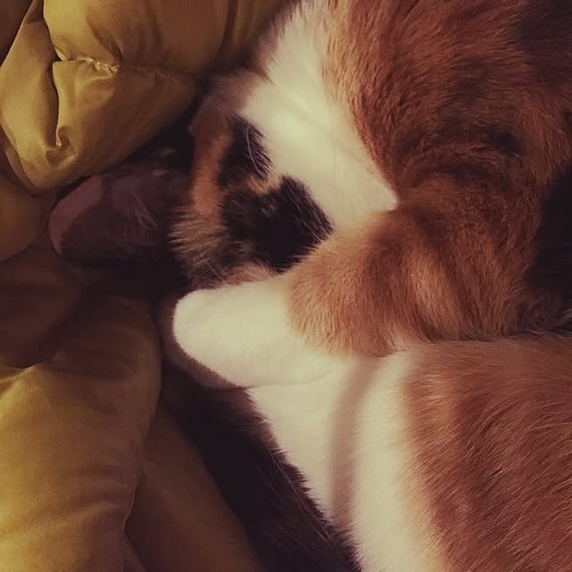 mayugonさんの実例写真