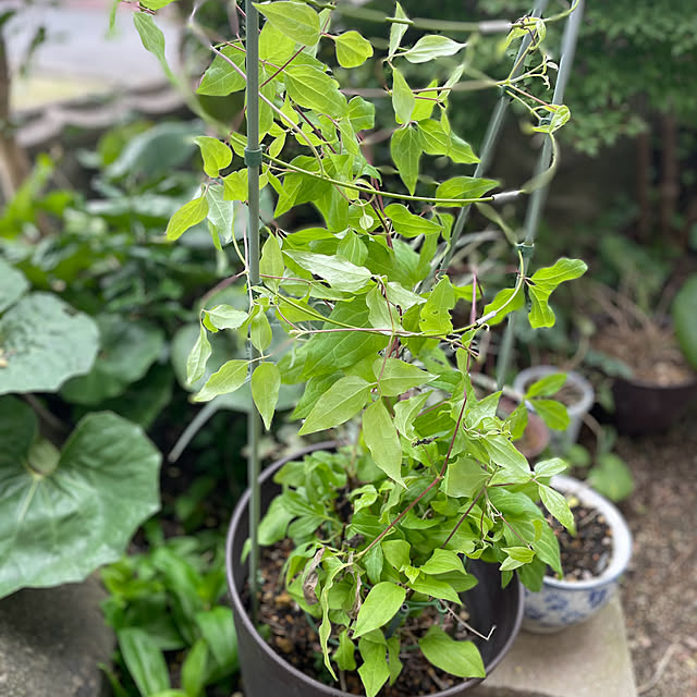 buchiさんの部屋