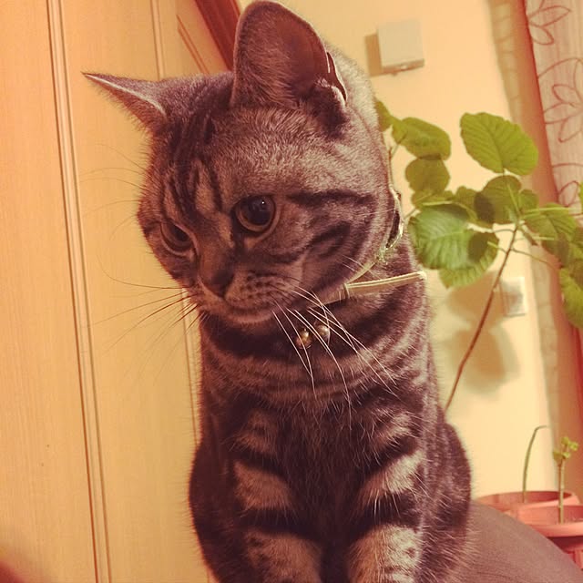 Yokoさんの実例写真