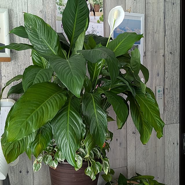 quanshanxia037さんの部屋