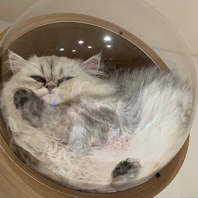 ryushinさんの実例写真