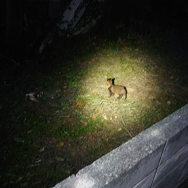 fukuさんの実例写真