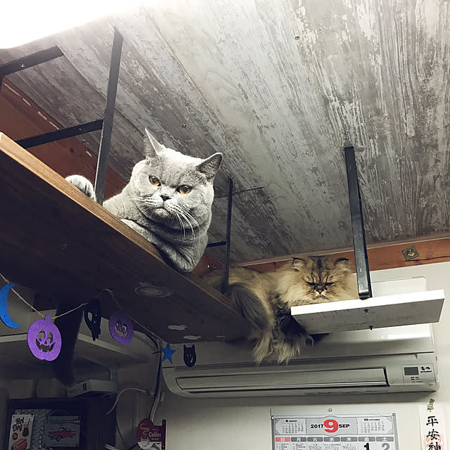 DANMIさんの実例写真