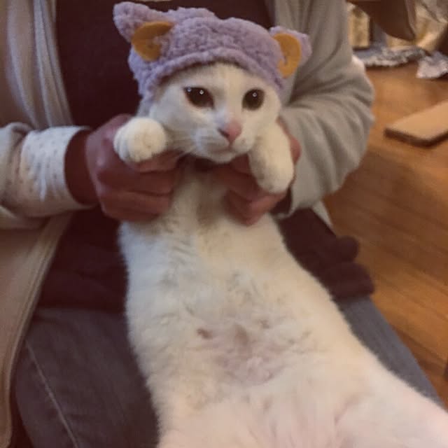 実例写真
