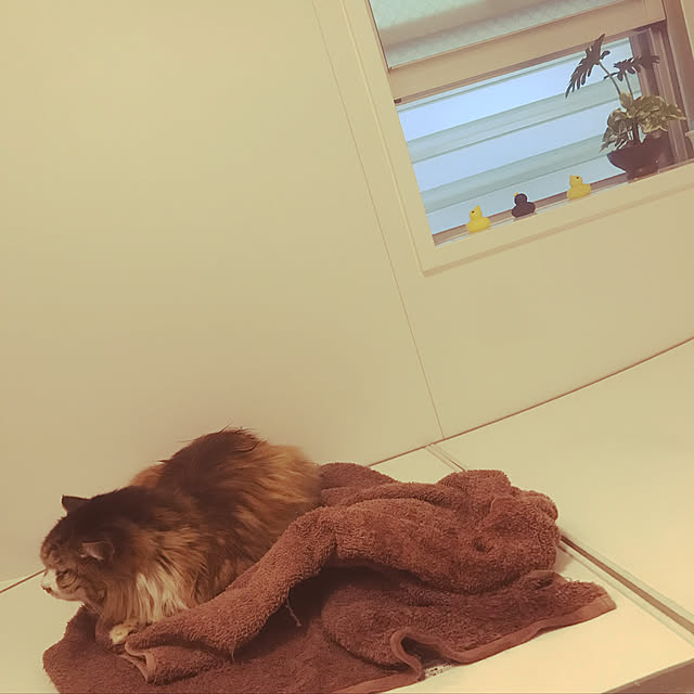 reipinさんの実例写真