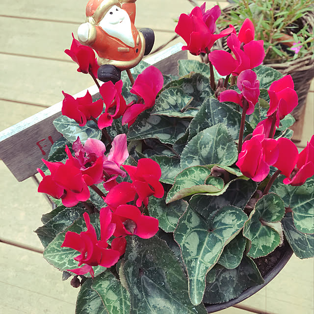 flowerさんの実例写真