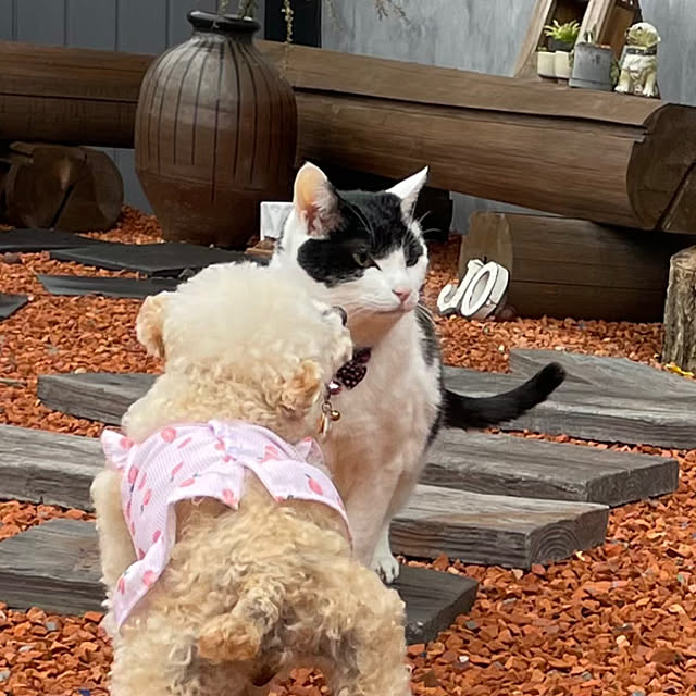 nekosamaさんの部屋