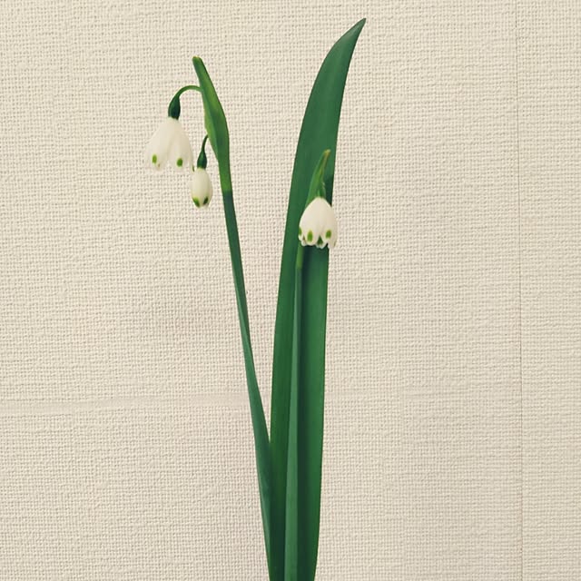 kakkaさんの実例写真