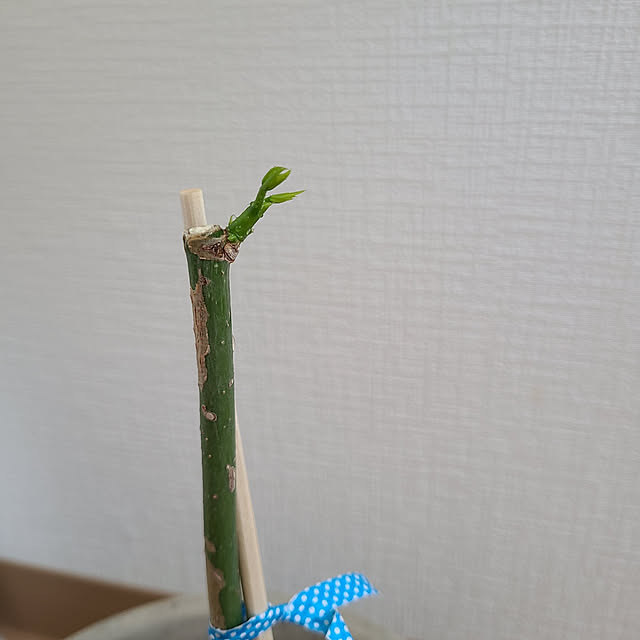 Miri.さんの実例写真