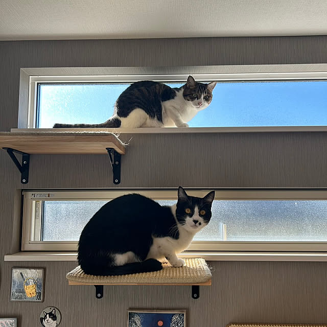 unigomaさんの実例写真