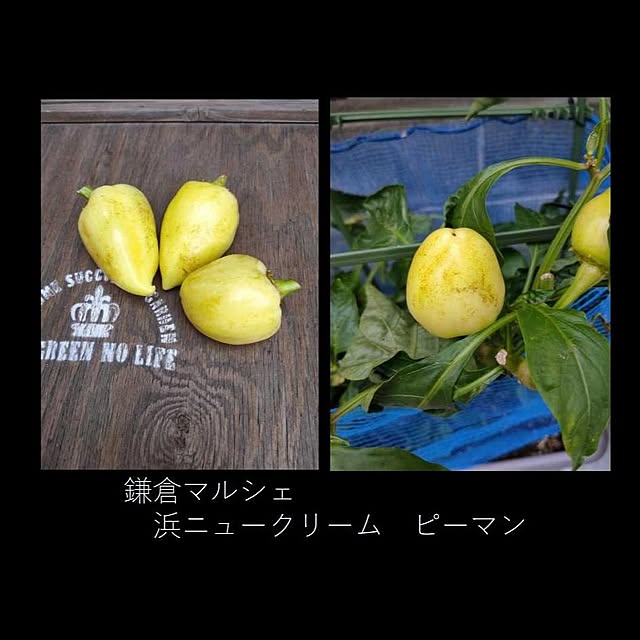 104handsさんの実例写真