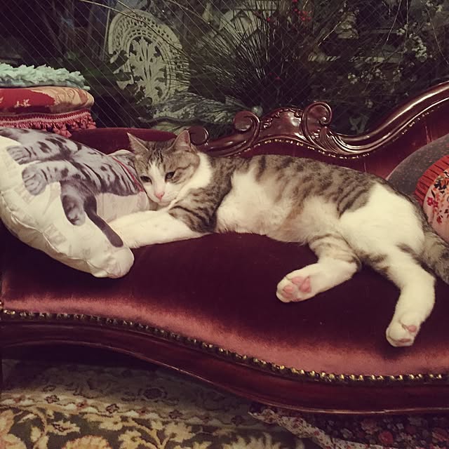 emmyyさんの実例写真