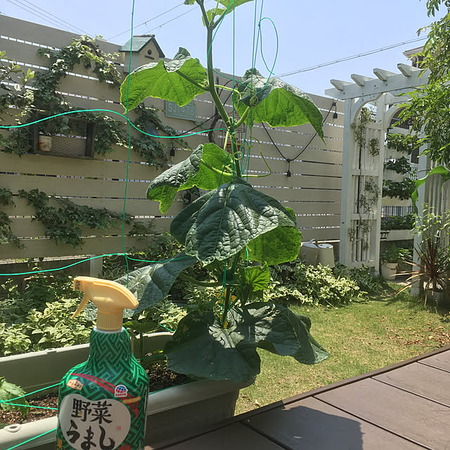 PEKO3_3さんの実例写真