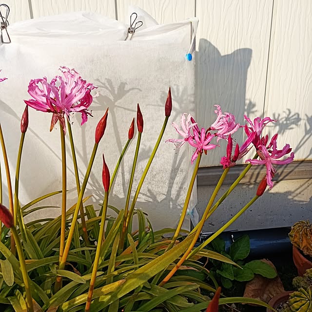 asakenさんの部屋