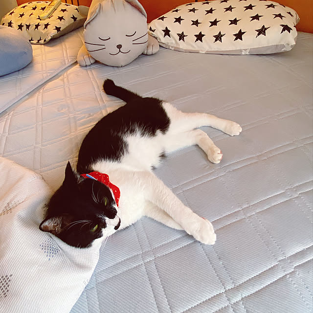 moolさんの実例写真