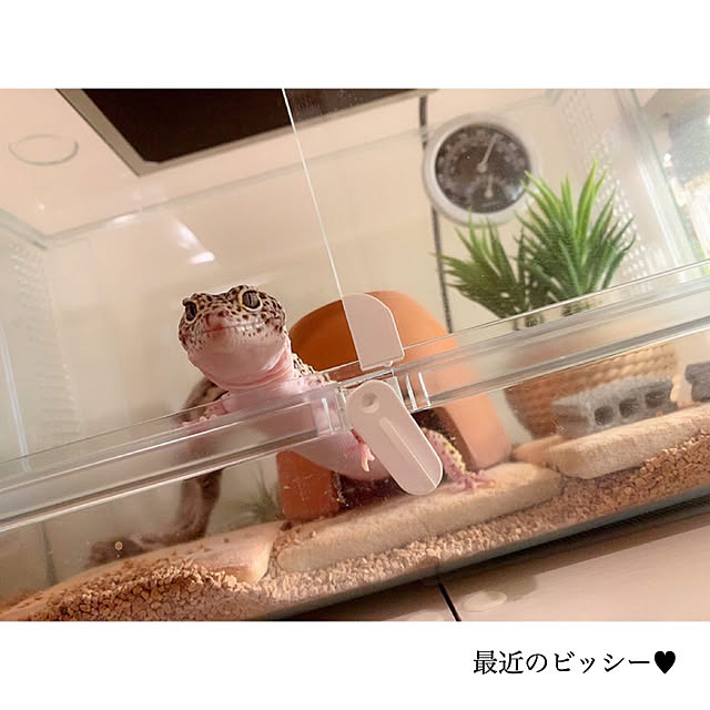 chaluさんの実例写真