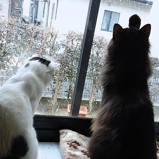 kumiさんの実例写真