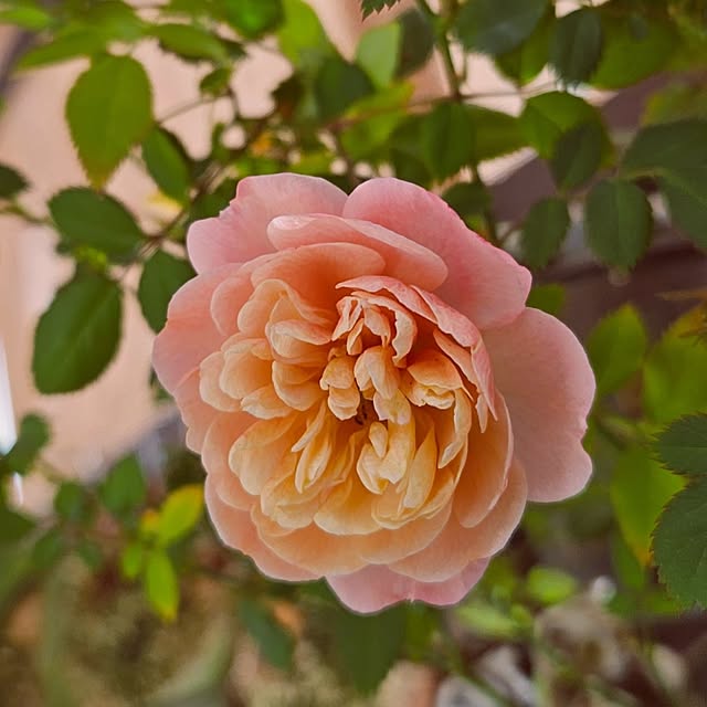 mocomocoさんの部屋