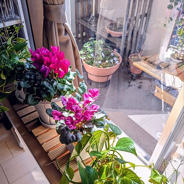 mi-saさんの実例写真