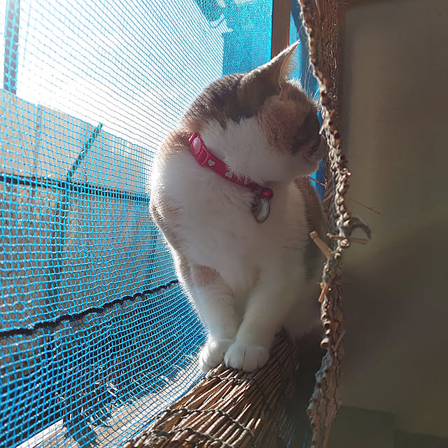 fukuさんの実例写真
