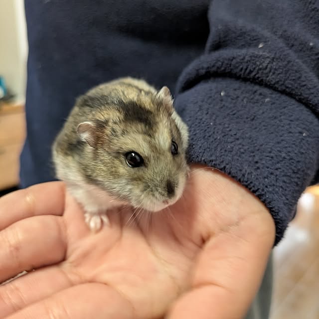 dadaさんの部屋