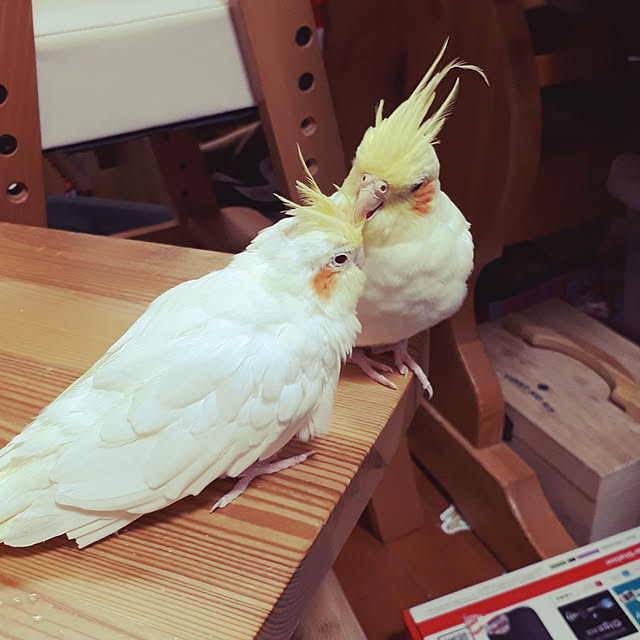 ANTENNAさんの実例写真