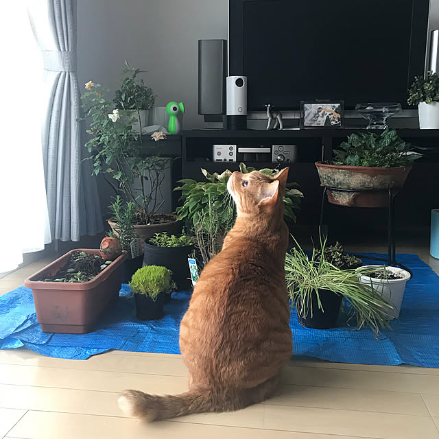 derazouさんの実例写真