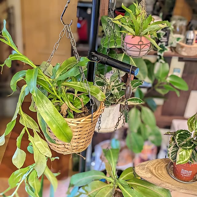 GINさんの部屋