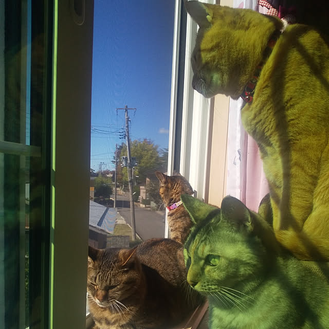 実例写真