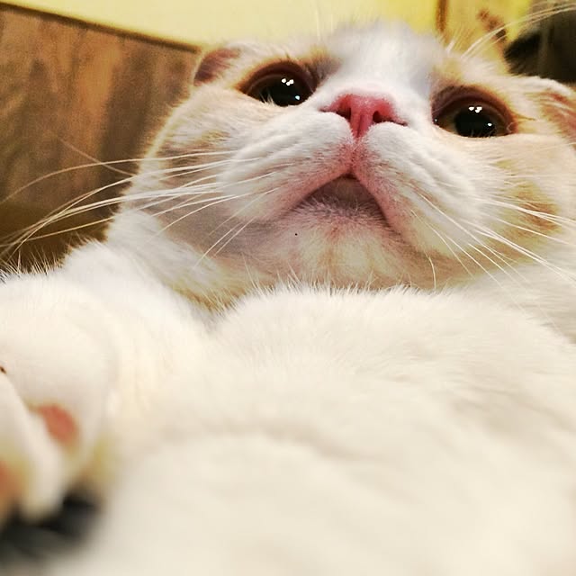 pepperさんの実例写真