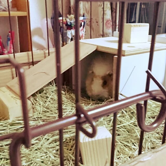 kityu_silviaさんの実例写真