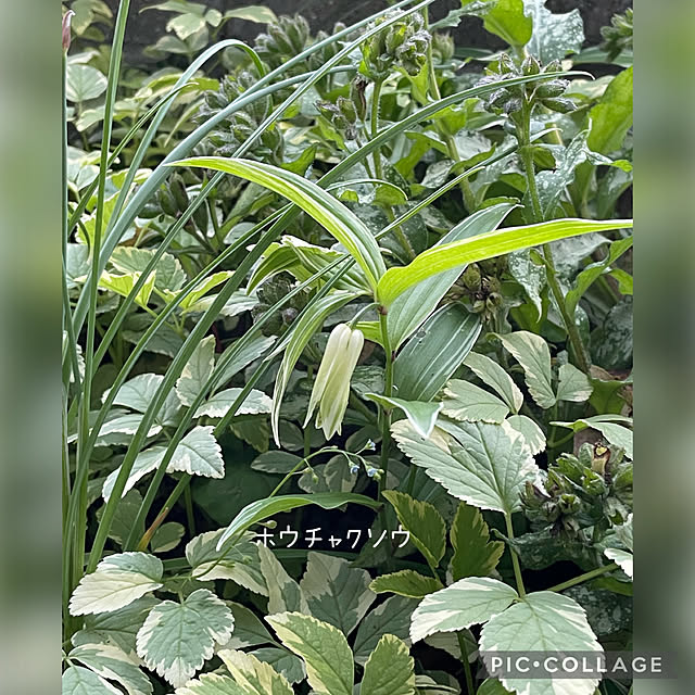 buchiさんの部屋