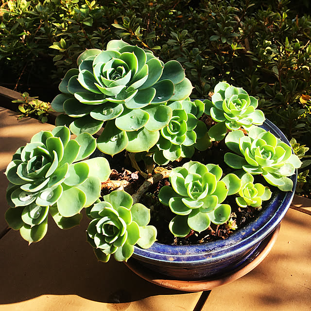 tossyさんの実例写真